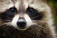 Raccoon_iStock_000016166310Small.jpg