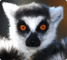 Lemur